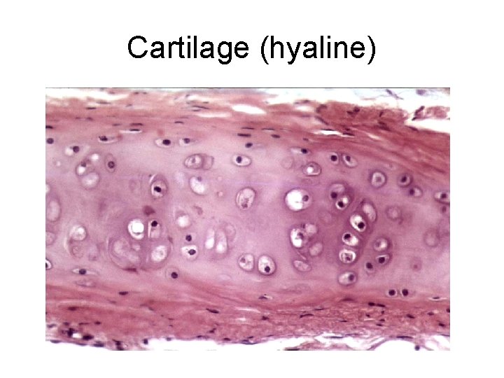 Cartilage (hyaline) 