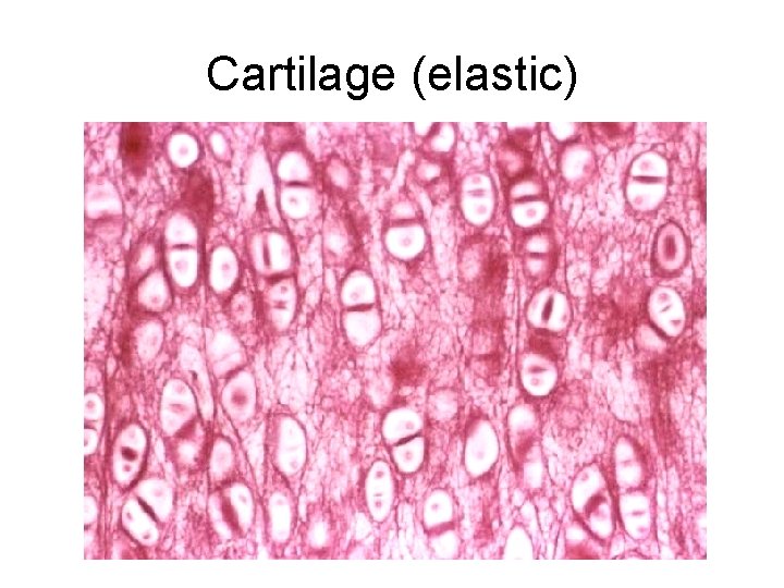 Cartilage (elastic) 