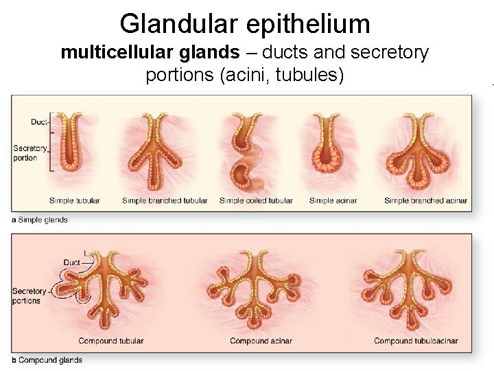 Glandular epithelium multicellular glands – ducts and secretory portions (acini, tubules) 