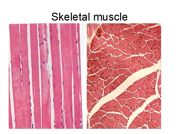 Skeletal muscle 