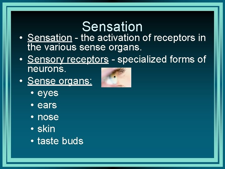 Sensation • Sensation - the activation of receptors in the various sense organs. •