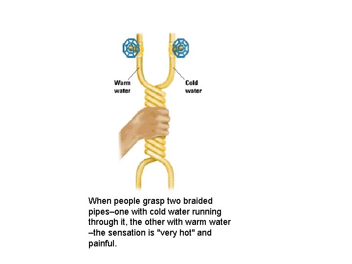 When people grasp two braided pipes–one with cold water running through it, the other