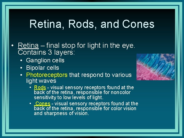 Retina, Rods, and Cones • Retina – final stop for light in the eye.