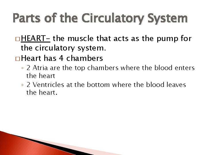 Parts of the Circulatory System � HEART- the muscle that acts as the pump