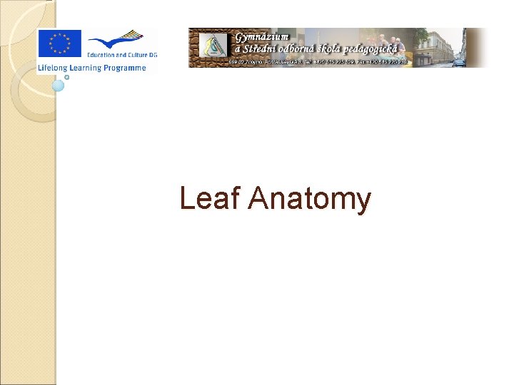 Leaf Anatomy 