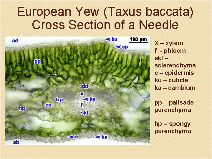 European Yew (Taxus baccata) Cross Section of a Needle X – xylem f -