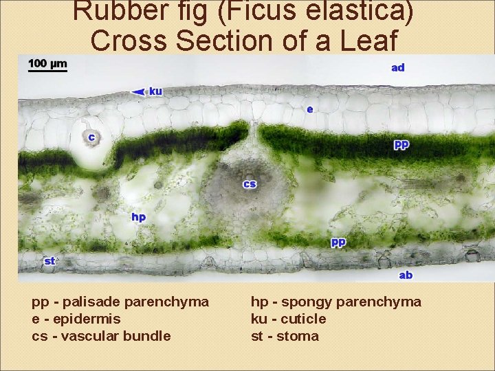 Rubber fig (Ficus elastica) Cross Section of a Leaf pp - palisade parenchyma e