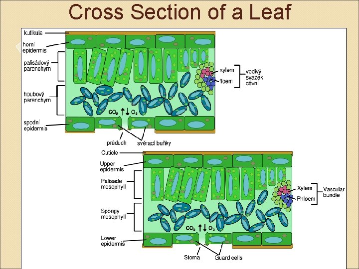 Cross Section of a Leaf 