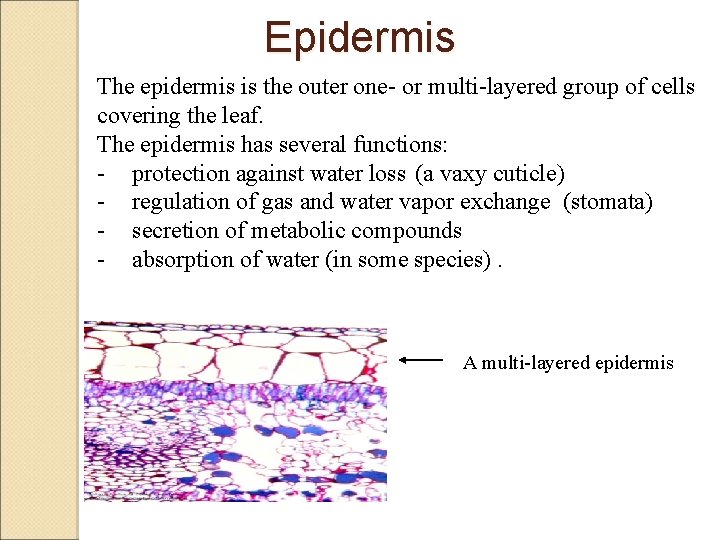 Epidermis The epidermis is the outer one- or multi-layered group of cells covering the