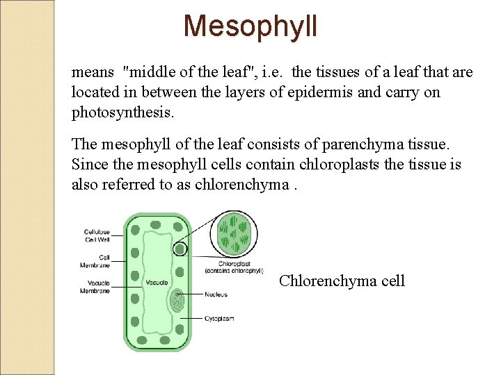 Mesophyll means "middle of the leaf", i. e. the tissues of a leaf that