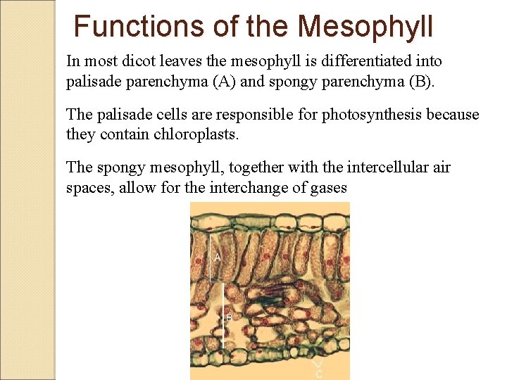 Functions of the Mesophyll In most dicot leaves the mesophyll is differentiated into palisade