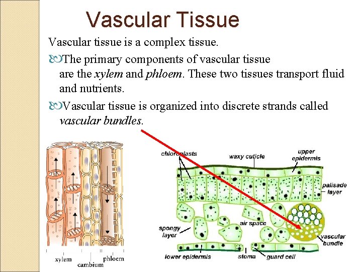 Vascular Tissue Vascular tissue is a complex tissue. The primary components of vascular tissue