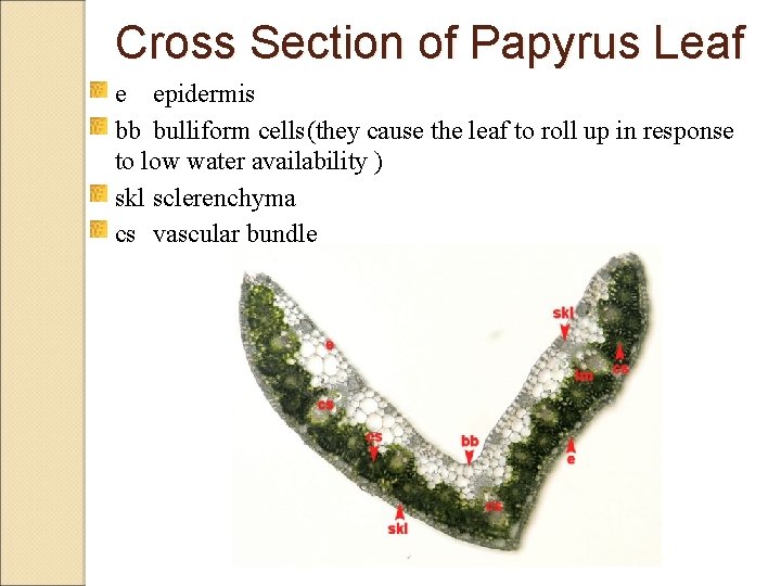 Cross Section of Papyrus Leaf e epidermis bb bulliform cells(they cause the leaf to