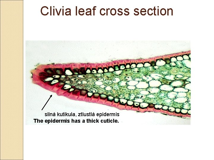 Clivia leaf cross section silná kutikula, ztlustlá epidermis The epidermis has a thick cuticle.