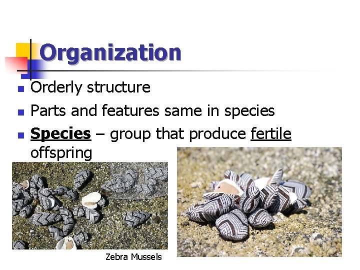 Organization n Orderly structure Parts and features same in species Species – group that