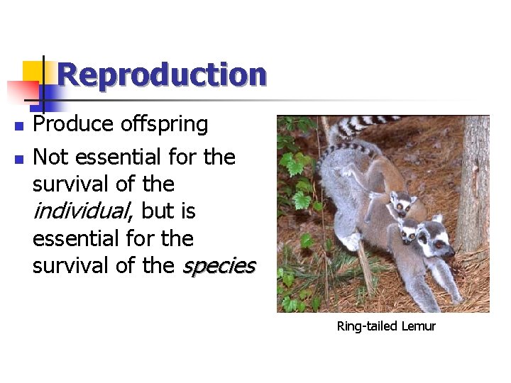 Reproduction n n Produce offspring Not essential for the survival of the individual, but