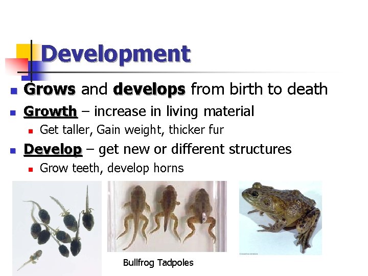 Development n Grows and develops from birth to death n Growth – increase in