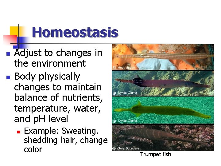 Homeostasis n n Adjust to changes in the environment Body physically changes to maintain