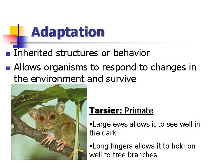 Adaptation n n Inherited structures or behavior Allows organisms to respond to changes in
