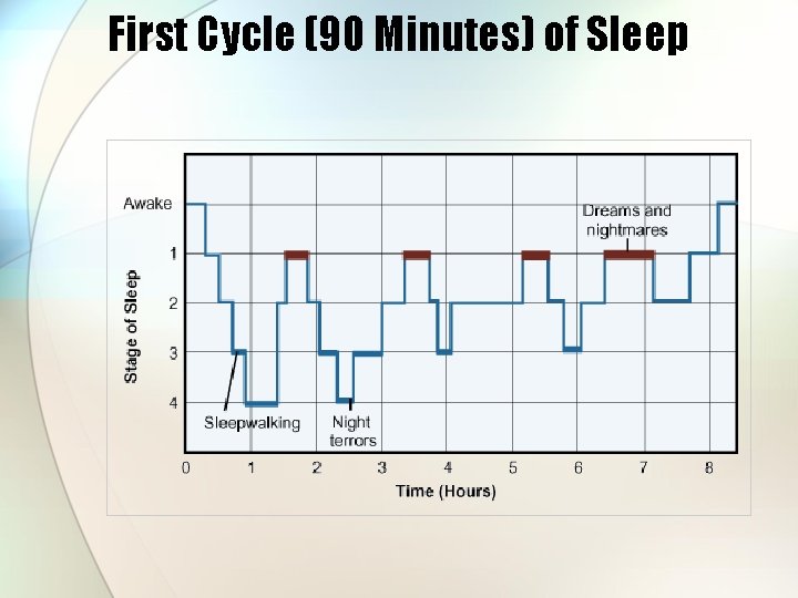 First Cycle (90 Minutes) of Sleep 