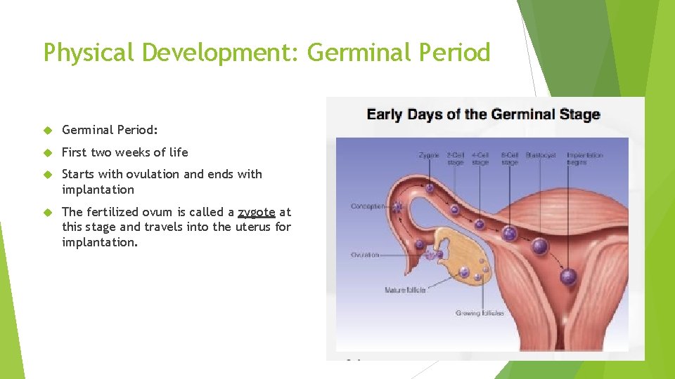 Physical Development: Germinal Period: First two weeks of life Starts with ovulation and ends