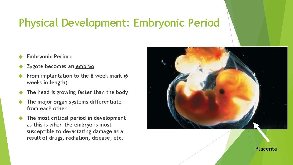 Physical Development: Embryonic Period: Zygote becomes an embryo From implantation to the 8 week