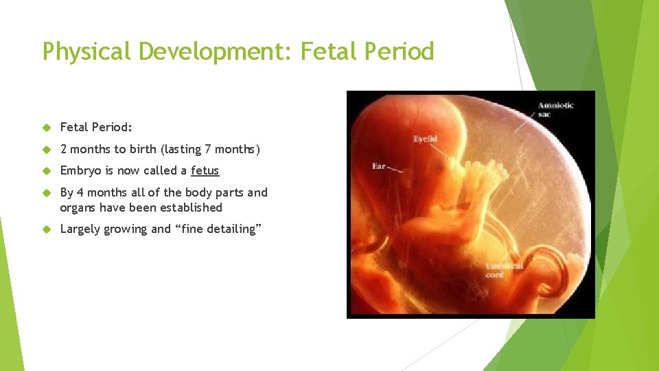 Physical Development: Fetal Period: 2 months to birth (lasting 7 months) Embryo is now