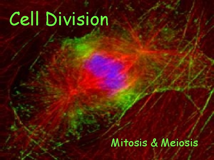 Cell Division Mitosis & Meiosis Cell Division Mitosis & Meiosis