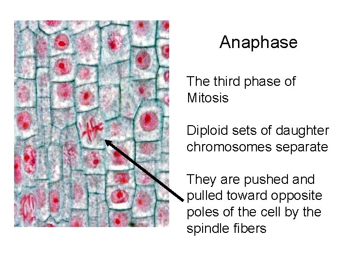 Anaphase The third phase of Mitosis Diploid sets of daughter chromosomes separate They are Anaphase The third phase of Mitosis Diploid sets of daughter chromosomes separate They are