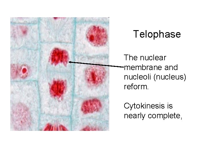 Telophase The nuclear membrane and nucleoli (nucleus) reform. Cytokinesis is nearly complete, Telophase The nuclear membrane and nucleoli (nucleus) reform. Cytokinesis is nearly complete,