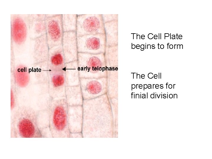The Cell Plate begins to form The Cell prepares for finial division The Cell Plate begins to form The Cell prepares for finial division