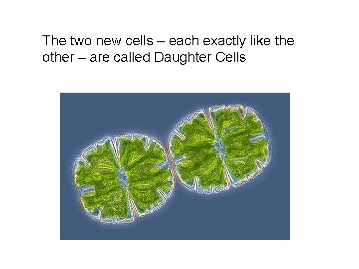 The two new cells – each exactly like the other – are called Daughter The two new cells – each exactly like the other – are called Daughter