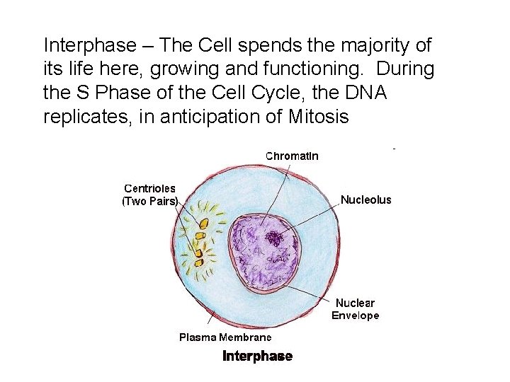 Interphase – The Cell spends the majority of its life here, growing and functioning. Interphase – The Cell spends the majority of its life here, growing and functioning.
