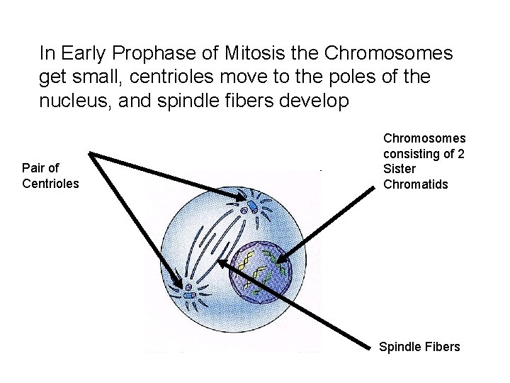 In Early Prophase of Mitosis the Chromosomes get small, centrioles move to the poles In Early Prophase of Mitosis the Chromosomes get small, centrioles move to the poles