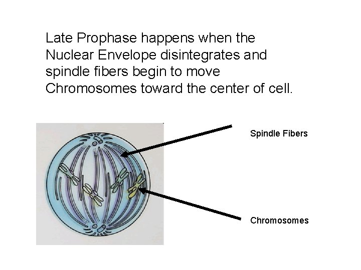 Late Prophase happens when the Nuclear Envelope disintegrates and spindle fibers begin to move Late Prophase happens when the Nuclear Envelope disintegrates and spindle fibers begin to move
