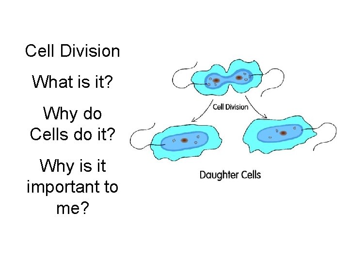 Cell Division What is it? Why do Cells do it? Why is it important Cell Division What is it? Why do Cells do it? Why is it important