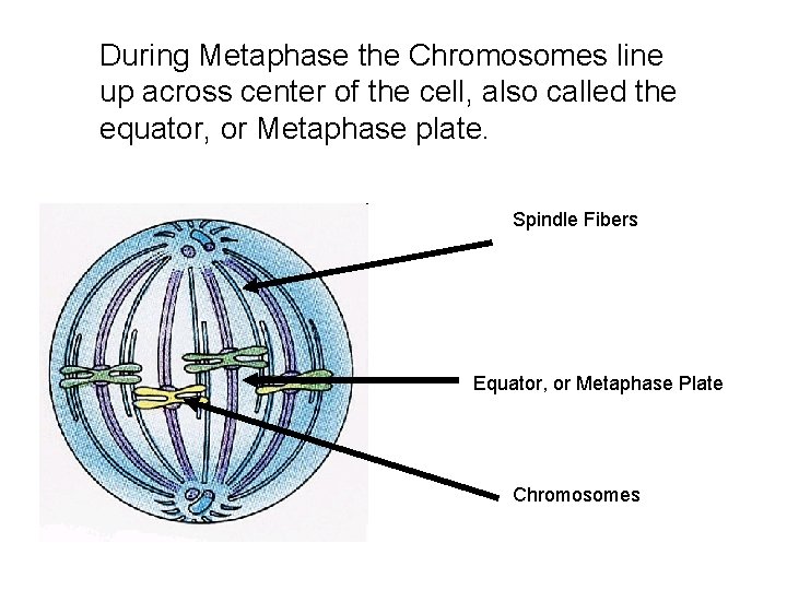 During Metaphase the Chromosomes line up across center of the cell, also called the During Metaphase the Chromosomes line up across center of the cell, also called the