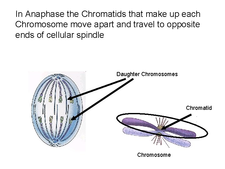 In Anaphase the Chromatids that make up each Chromosome move apart and travel to In Anaphase the Chromatids that make up each Chromosome move apart and travel to