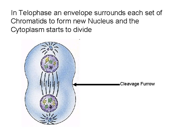 In Telophase an envelope surrounds each set of Chromatids to form new Nucleus and In Telophase an envelope surrounds each set of Chromatids to form new Nucleus and