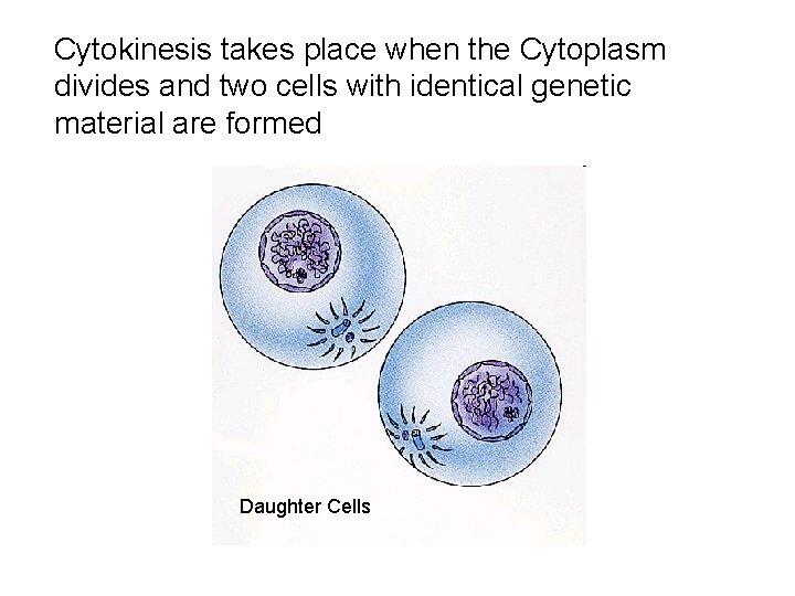 Cytokinesis takes place when the Cytoplasm divides and two cells with identical genetic material Cytokinesis takes place when the Cytoplasm divides and two cells with identical genetic material
