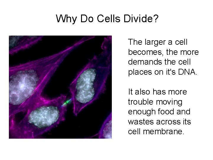 Why Do Cells Divide? The larger a cell becomes, the more demands the cell Why Do Cells Divide? The larger a cell becomes, the more demands the cell