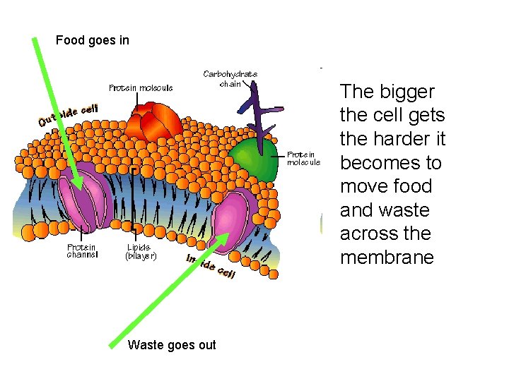 Food goes in The bigger the cell gets the harder it becomes to move Food goes in The bigger the cell gets the harder it becomes to move