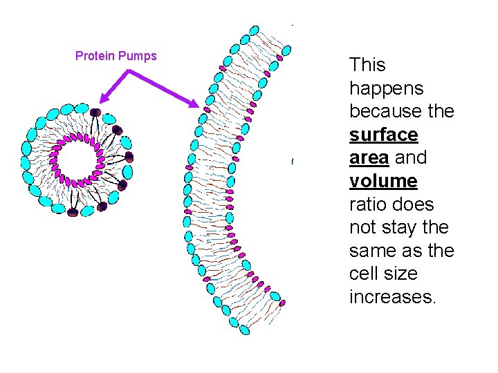 Protein Pumps This happens because the surface area and volume ratio does not stay Protein Pumps This happens because the surface area and volume ratio does not stay