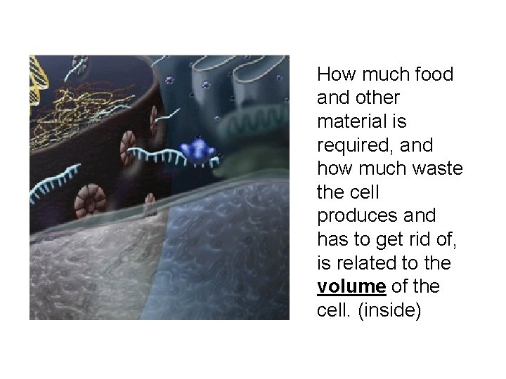 How much food and other material is required, and how much waste the cell How much food and other material is required, and how much waste the cell
