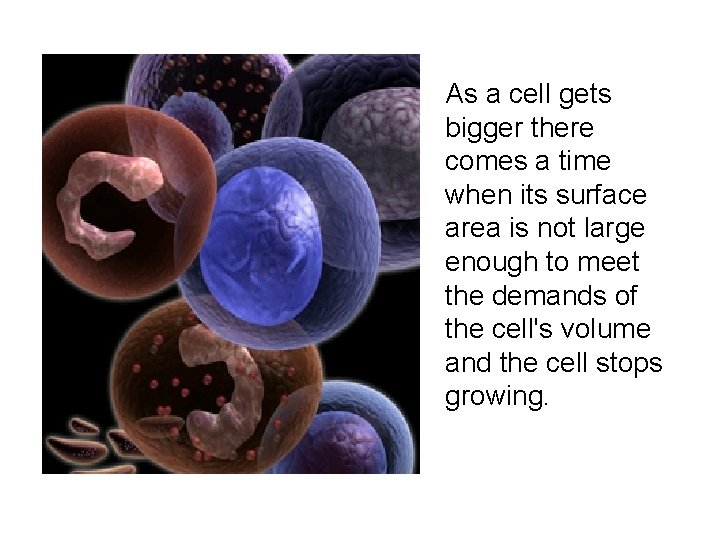 As a cell gets bigger there comes a time when its surface area is As a cell gets bigger there comes a time when its surface area is