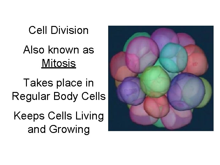 Cell Division Also known as Mitosis Takes place in Regular Body Cells Keeps Cells Cell Division Also known as Mitosis Takes place in Regular Body Cells Keeps Cells