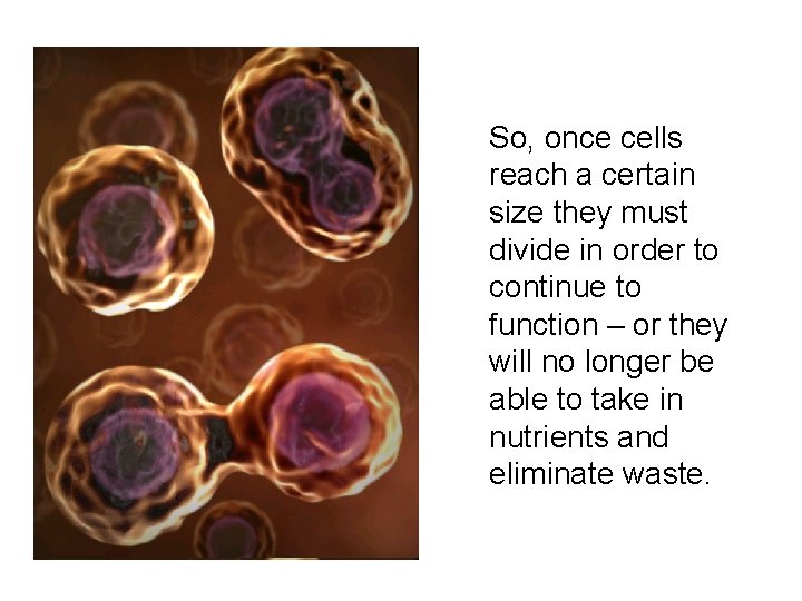 So, once cells reach a certain size they must divide in order to continue So, once cells reach a certain size they must divide in order to continue