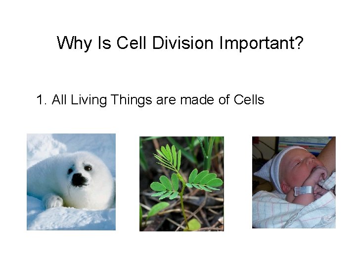 Why Is Cell Division Important? 1. All Living Things are made of Cells Why Is Cell Division Important? 1. All Living Things are made of Cells