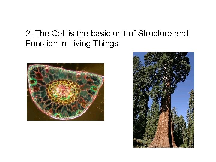 2. The Cell is the basic unit of Structure and Function in Living Things. 2. The Cell is the basic unit of Structure and Function in Living Things.