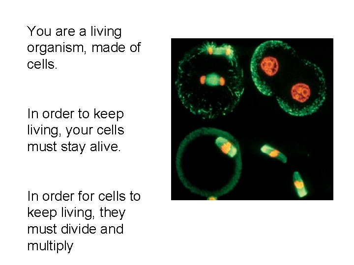 You are a living organism, made of cells. In order to keep living, your You are a living organism, made of cells. In order to keep living, your